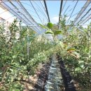 김기창농장 이미지