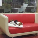 뿌리네 애견샵 이미지