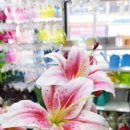 다이소 부산서면점 이미지