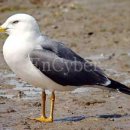 금성농장 이미지