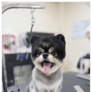 츄펫살롱 이미지