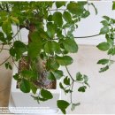 해피트리 이미지