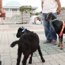 분홍염소 이미지