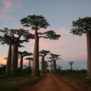 바오밥나무 이미지