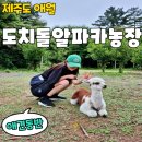 기원목장 | 특별했던 제주 도치돌 알파카목장 체험 솔직후기