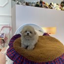 럽댕 강아지분양 | 구미강아지분양 럽댕, 강아지 분양의 새로운 차원을 엽니다