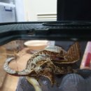 인터렙타일 이미지