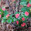 펜션정원 이미지