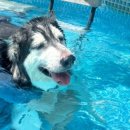도그문(DOG MOON) | 당진 애견펜션 추천, 도그팰리스에서 보낸 최고의 1박 2일 힐링🐶💙