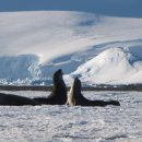 Tree of im 이미지