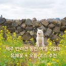 세화리해수욕장 | 제주 반려견 동반 여행 2일차｜유채꽃, 다랑쉬오름, 표선해수욕장 코스 추천 (중형견 가능)