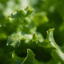 봄농약사 이미지