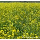 초정식당 이미지