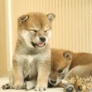 포시바(For Shiba) 이미지
