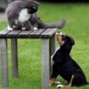 옥길아라동물의료센터 이미지