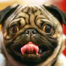 Dog Do 이미지