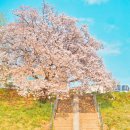 무심천 청남교 옆 하천둔치 | 3월 봄축제: 청주 무심천 벚꽃🌸 푸드트럭 축제 피크닉존 주차장