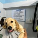 샤워하시개 이미지