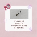 연그러운