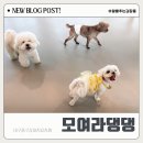 원애견&뭉까두까 | 대구중구강아지유치원 모여라댕댕