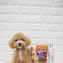 강남애견백화점 이미지