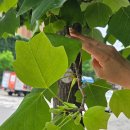 나무이야기 - 서귀포시 남태해안로 11-5 | [드디어북클럽] 5월 모임 후기│나무 이야기가 삶으로 이어지다│인천 독서모임