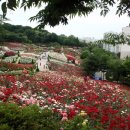 도당산 벚꽃 축제 이미지