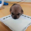 똥강아지 이미지