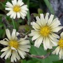 (주)수호천사 이미지