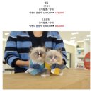 온천장고양이 이미지