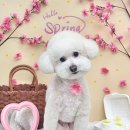 본애견미용실 | 안양동 애견미용 처음 맡겨본 쁘띠아몽 반려동물 미용실 이용 후기