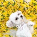 감일유치원 | [하남/감일] ‘펫드림 애견유치원’ 한 달 등원후기 ✨