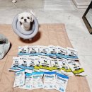 당리뽑기방 | [다대포 김현태김동민동물병원🏥]부산 슬개골탈구수술후기🐶, 사하구 슬개골탈구수술후기🐶 ❤퇴원~14일차❤