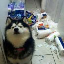 바보탱이 이미지