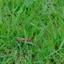 메뚜기민박 이미지