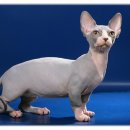 스카이동물병원 이미지