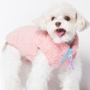 빅토리애견 이미지