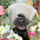 그루머 댄 이미지