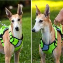 안나애견 이미지