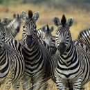 우화 목장 이미지