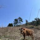 제727차 여수 개도 정기산행(5/22넷째일요일) 이미지