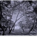 배동삼릉 티스토리