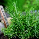 로즈마리 이미지