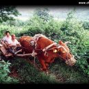 워낭소리 이미지