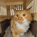 문동물병원 - 충주시 용관길 16 | 건강검진 및 예방접종 : 비만냥이 율무와 [더문동물병원] 대구북구 사수동동물병원 -내돈내산 후기