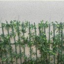 대화숯불갈비 이미지