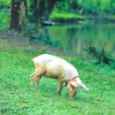 [동물] 이방인의 상징인 돼지 이미지