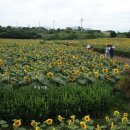 해바라기농장 이미지