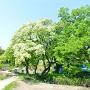 우체국 이팝나무 이미지