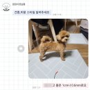 댕댕이펫살롱 이미지